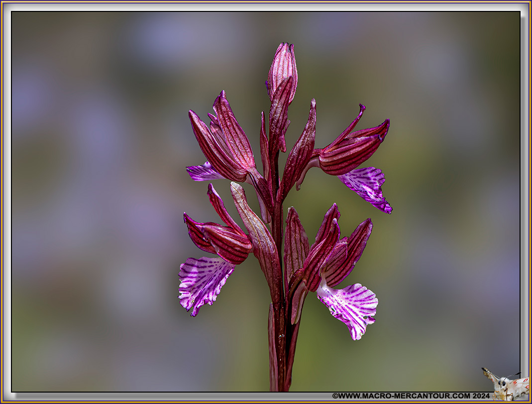 Orchis Papillon